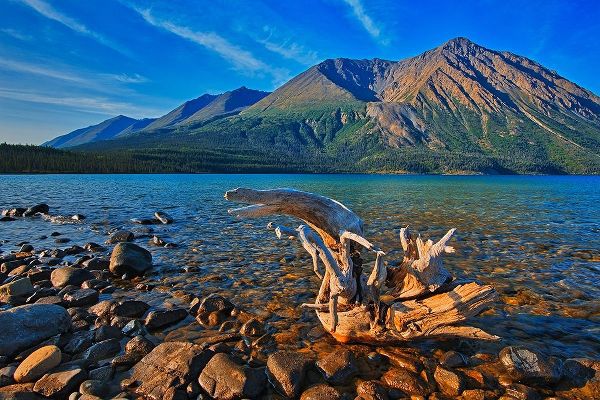 Canada-Yukon-Kluane National Park St Elias Mountains and driftwood on shore of Kathleen Lake